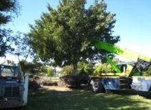 Kwikfynd Tree Management Services
ruthven